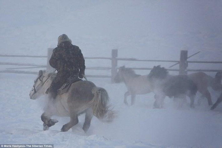 Những con ngựa Yakutia có khả năng chịu được nhiệt độ thấp hơn nhiều so với bất kỳ giống ngựa nào khác ở bất kỳ đâu trên thế giới.