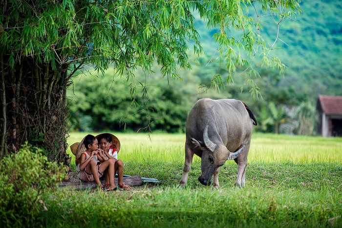 Vì vậy bạn bè luôn là người mang lại cơ hội, kể cả tiền bạc cho tuổi Sửu. Năm 2021 không quá nỗ lực vì làm nhiều mất nhiều, nhưng cơ hội và tiền bạc vẫn cứ tự tìm đến với con giáp này.