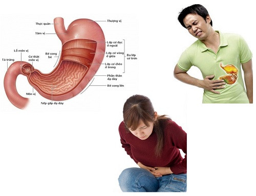 7. Chữa viêm dạ dày mạn tính: Dùng rễ củ sì to 15g, sa nhân 10g, trần bì 15g, bạch truật 15g; sắc nước uống trong ngày. Ảnh: doisongphapluat.com.