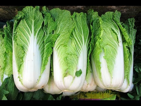 3. Kimchi Hàn Quốc. Nguyên liệu: Cây cải thảo, muối biển, củ cải trắng, cà rốt, hành lá, hẹ, tỏi, gừng, hành tây, nước mắm, táo, tôm muối, bột ớt, bột nếp, nước, đường nâu. Ảnh: youtube.vn.