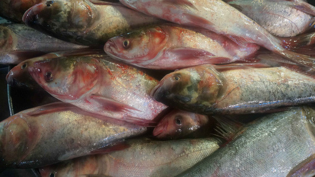 3. Cá mè hoa nấu canh chua dứa. Nguyên liệu: Cá mè, lá ngổ, ngò, dưa chua, ớt, cà chua, gia vị, dứa. Rửa sạch các nguyên liệu, cá mè cắt miếng vừa ăn rán vàng. Ảnh: Nhanong.com.vn.