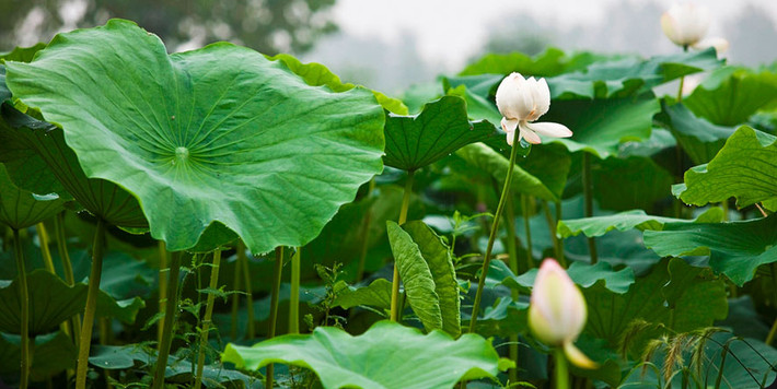 3. Trà lá sen. Từ xưa đến nay, người ta hay dùng lá sen để làm thuốc giảm mỡ máu hiệu quả. Trà lá sen có công dụng rất tốt trong việc thông kinh mạch, giải độc và giảm huyết áp. Ảnh: tralasen.net.