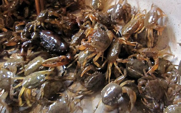 2. Cua đồng rang gừng. Nguyên liệu: Cua đồng, gừng, tỏi, hành lá, rau mùi, ớt sừng đỏ, chanh, gia vị. Cua đồng rửa sạch, đổ ngập nước, đun nhỏ lửa tới khi sôi thì tắt bếp. Ảnh: vov.vn.