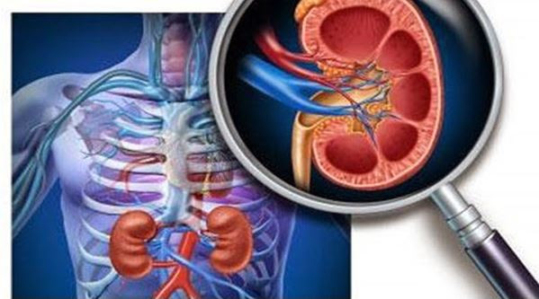 Chữa viêm thận mạn tính, viêm bàng quang, viêm khớp, phong thấp, viêm đường ruột: Râu mèo 40g, tỳ giải và rễ ý dĩ mỗi vị 30g. Sắc nước uống. Ảnh: suythan.net.