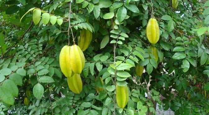 Bài thuốc từ lá khế: Lấy lá khế, rửa sạch rồi đun nước tắm cho bé. Bé sẽ hết mụn kê sau vài lần tắm. Ảnh: chuatrimedaymanngua.com.