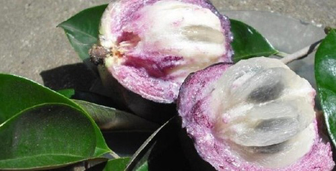 2. Vú sữa dầm. Nguyên liệu: Vú sữa, sữa tươi, đường, sữa đặc, đá bào. Bổ đôi quả vú sữa theo chiều dọc, dùng muỗng lấy phần thịt quả ra bát. Ảnh: Soha.vn.