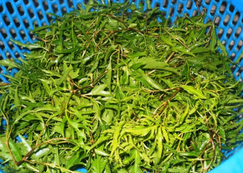 Sườn non rửa thật sạch, chặt miếng vừa ăn, có thể trần qua bằng nước sôi và để ráo, ướp cùng hành khô, hạt tiêu, muối, đường để khoảng 15 phút. Ảnh: hochoimoingay.com.vn.