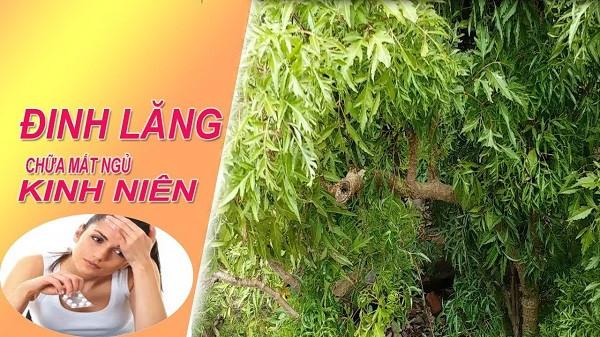 3. Chữa mất ngủ: Nếu bị chứng mất ngủ kéo dài, tinh thần uể oải và thiếu tập trung, hãy dùng 24g lá đinh lăng, 20g Tang Diệp, 20g lá Vông, 12g tâm sen, 16g Liên Nhục. Sau đó đổ vào 400ml nước và sắc lấy 150ml. Chia thành 2 lần uống mỗi ngày. Ảnh: pgrvietnam.org.vn.