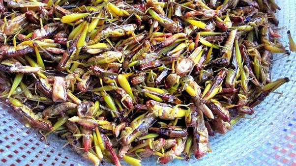 Châu chấu rửa sạch với nước muối pha loãng. Đun nóng nồi nước sôi, cho châu chấu vào chần sơ qua nồi nước, sau đó cho ra rổ cho thật ráo nước, đem châu chấu ướp với một thìa nhỏ muối, nửa thìa nhỏ hạt nêm, một ít hạt tiêu, ướp khoảng từ 1 - 2 tiếng. Ảnh: Vietgiaitri.com.