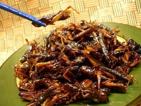 Phi tỏi thơm, cho sả, ớt bột, tôm khô, bơ đậu phộng vào đảo đều, thêm vào một ít nước lọc, nước mắm, đường, muối, đun sôi đến khi hỗn hợp hơi đặc lại, nêm gia vị. Nhanh tay cho châu chấu vào đảo đều đến khi hỗn hợp nước sốt bám đều châu chấu, nhấc nồi ra khỏi bếp. Ảnh: laodong.vn.