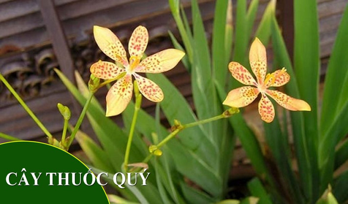 1. Cây rẻ quạt. Mỗi ngày bạn dùng 3-6gr rẻ quạt sắc lấy nước hoặc nghiền bột làm viên ngậm uống. Ảnh: tacdungcuacay.com.