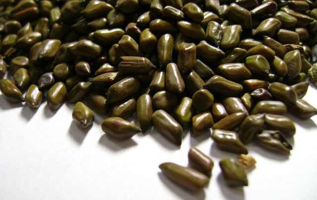 2. Cháo thạch, thảo quyết minh: Nguyên liệu gồm: 25g vị thuốc Đông y thạch quyết minh, 25g thảo quyết minh, 10g hoa cúc trắng khô, 6g đường phèn 6g cùng với 100g gạo. Ảnh: tapchidongy.vn.