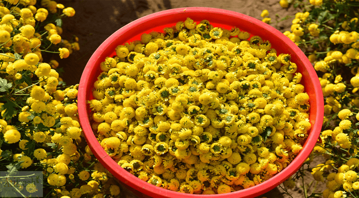 4. Canh gan dê nấu hoa cúc: Nguyên liệu: 10g gan dê, 10g cúc trắng, 10g câu kỷ trắng, cùng với 10g cốc tinh thảo. Chỉ cần đem chế biến, rửa sạch gan dê rồi thái lát mỏng. Ảnh: Atifresh.com.vn.