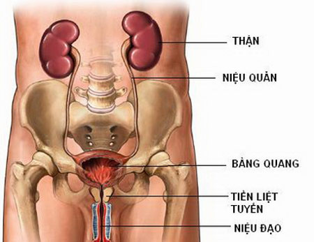7. Chữa viêm đường tiết niệu: Lá diếp cá tươi 30g, mã đề 15g, kim tiền thảo 15g; sắc với nước, chia thành 2-3 lần uống trong ngày. Ảnh: aloduocsy.vn.