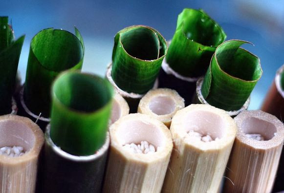 Trộn đều gạo với một chút muối, gừng giã nhỏ. Cuộn lá chuối lại và bịt kín một đầu các ống nứa lại. Đổ gạo vào các ống nứa. Cho nước dừa tươi vào ống nứa, đổ ngập gạo là được. Cuộn tiếp một cái lá chuối nữa bịt đầu còn lại của ống nứa rồi đem nướng dưới than hoa. Ảnh: tourdulichmienbac.com.