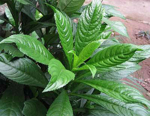 1. Chả thịt cuốn lá xương sông. Nguyên liệu: Lá xương sông, thịt vai, hành hoa, tỏi khô, hạt nêm, hạt tiêu, dầu ăn, nước mắm. Thịt băm hoặc xay nhỏ. Lá xương sông rửa sạch, cắt bớt cuống già, để cho ráo nước. Tỏi khô bóc vỏ ngoài, bằm nhỏ. Ảnh: aFamily.vn.