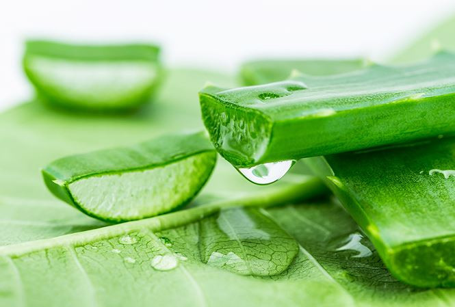 Lô hội, lấy một vài lá lô hội vắt lấy nước cốt uống hàng ngày sẽ đào thải các chất phóng xạ ra ngoài. Lưu ý người tỳ vị hư hàn, hay bị đi lỏng và rối loạn tiêu hóa thì không ăn. Ảnh: khoe360.tienphong.vn.