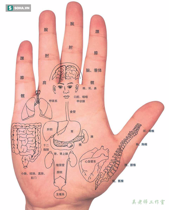 6. Lòng bàn tay: Các dây thần kinh được liên kết với cơ hoành và rốn chính vì vậy khi massage lòng bàn tay hay xoa bóp lòng và làm nóng lòng bàn tay sẽ giúp tăng cường sức khỏe tổng thể. Ảnh: soha.vn.