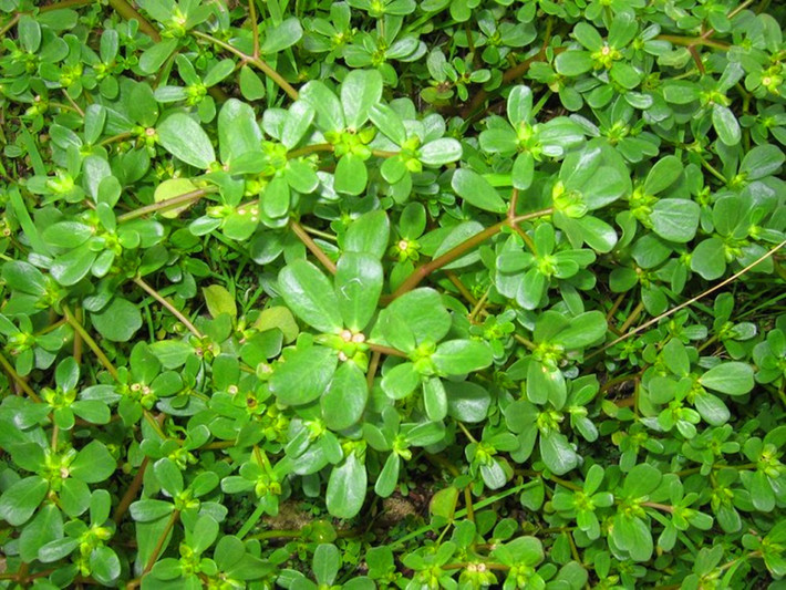 1. Rau sam đất: Dùng ngay 100 đến 200g rau sam đất giã nát, đun sôi lên rồi pha nước ấm để tắm cho con. Tuyệt đối không tráng lại người cho con bằng nước lã. Ảnh: webtretho.com.