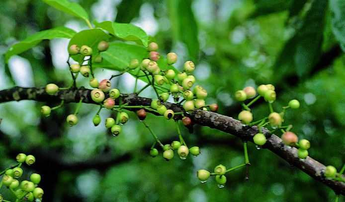 Hoặc nụ vối 10 – 15g, sắc lấy nước đặc uống 3 lần trong ngày. Ảnh: caythuoc.org.