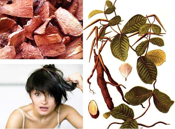 6. Chữa tóc bạc sớm bằng hà thủ ô: Lấy 60g hà thủ ô, đun với nước với trứng, nấu chín. Dùng 3 - 4 lần một tuần để đạt hiệu quả tốt nhất. Ảnh: 10s.vn.