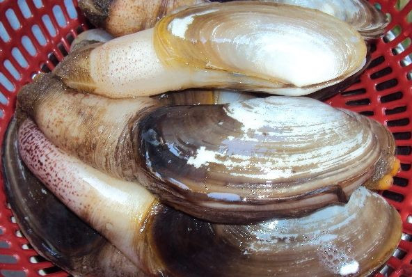 Nhìn bề ngoài, tu hài khá giống với các loài hai mảnh vỏ khác. Nhưng điểm đặc trưng là chúng có cái vòi nhô ra trông giống vòi của chú voi con bé xíu. Vì thế, tu hài còn có tên gọi khác là ốc vòi hay ốc vòi voi. Ảnh: thuytrieubaidai.com.