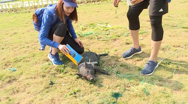 Không vướng thói quen xấu như hút thuốc, hút bóng cười như Kỳ Duyên, nhưng hình ảnh ngoan hiền Đỗ Mỹ Linh chính thức bị cô "đạp đổ" khi tham gia "Cuộc đua kỳ thú". Ngay khi tập 1 lên sóng vào tối 6/7, nàng hậu vấp phải phản ứng trái chiều với những phát ngôn suồng sã, chợ búa trên sóng truyền hình. Ảnh cắt clip VTV.