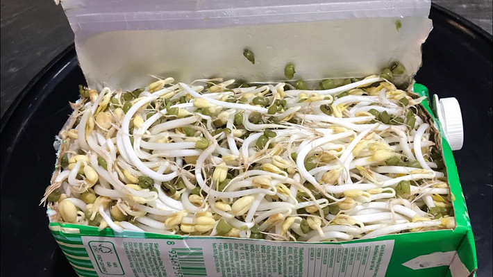 Cách thực hiện: Đậu xanh vo sạch và ngâm như cách làm kể trên. Hộp sữa bạn rửa sạch, để ráo và đậy kín nắp. Tiếp đến, cắt 4 lỗ nhỏ ở 4 gốc của hộp sữa để cho đậu vào. Với cách làm giá đậu xanh này, bạn cần tưới nước cho đậu bằng cách ngâm cả hộp đậu vào xô nước trong khoảng 5 - 10 phút rồi dốc hết nước ra ngoài. Trong khi ủ giá, cần để hộp sữa ở nơi thoáng mát, tránh ánh nắng mặt trời. Sau khoảng 3 ngày khi quan sát thấy hộp sữa phồng lên chính là lúc đậu xanh đã nảy mầm thành giá, bạn cắt bỏ vỏ hộp sữa và thu hoạch giá đỗ. Ảnh minh họa