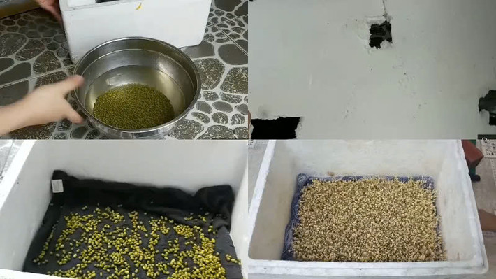 Cách làm giá đỗ bằng thùng xốp: Rửa sạch đậu xanh và ngâm với nước ấm qua đêm cho đậu mềm vỏ, dễ lên giá đỗ hơn. Dưới đáy thùng xốp, bạn đục lỗ để phần nước dư dễ dàng thoát ra ngoài, tránh làm úng giá đỗ. Lót dưới đáy thùng xốp một lớp khăn lông mềm, sạch. Dàn đều một lớp cát mỏng trên khăn, độ dày khoảng 3cm là được. Tiếp theo, rải đều phần đậu xanh đã ngâm lên trên, lót thêm một lớp khăn giấy ăn để tránh ánh sáng. Mỗi ngày, tưới nước cho giá đỗ 2 lần và sau 2 - 3 ngày là có thể ăn được. Ảnh minh họa