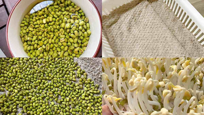 Làm bằng khăn: Một dụng cụ đơn giản quen thuộc khác để làm giá đỗ là chiếc khăn bông hoặc vải màn. Để làm giá đỗ đơn giản bằng khăn, cần chuẩn bị các nguyên liệu và dụng cụ sau: Đỗ xanh, nước, khăn bông/ vải màn, khay. Sau khi đã chuẩn bị đầy đủ, hãy bắt tay vào làm giá đỗ tại nhà bằng khăn theo các bước hướng dẫn đơn giản sau: Rửa sạch và ngâm đỗ xanh trong nước ấm trong 12 tiếng rồi rửa lại. Đặt khăn lên khay, rải đỗ lên rồi phủ một chiếc khăn ướt lên trên. Để khay ở chỗ thoáng mát, tránh ánh sáng trực tiếp. Thường xuyên xịt nước lạnh lên bề mặt khăn. Thu hoạch sau 2 - 3 ngày. Ảnh Internet