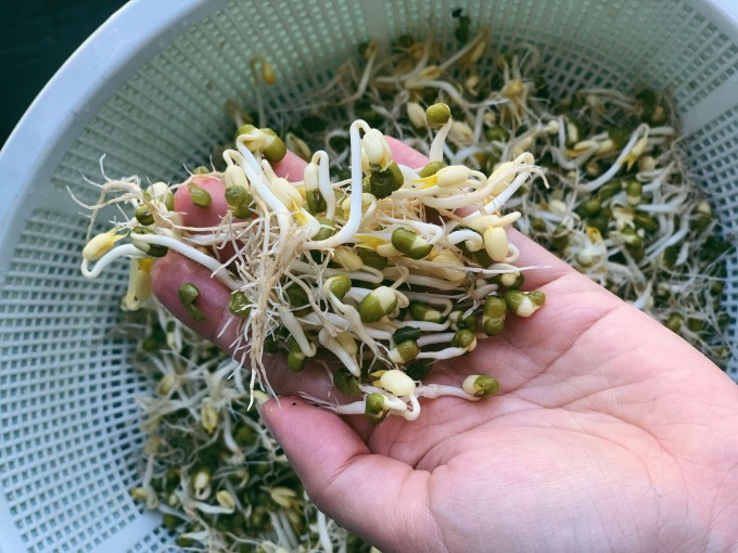 Thời gian bảo quản: Giá ủ truyền thống rất khó bảo quản trong thời gian dài. Giá sạch có nhiều rễ mỏng, khi ra gió sẽ rất nhanh bị khô héo và thâm đen. Giá đỗ được xử lý hóa chất sẽ tươi lâu hơn, nhiệt độ, nắng nóng vẫn chịu được. Ảnh Internet
