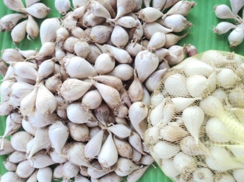 Tỏi đơn côi Lý Sơn là tỏi quý bởi một củ chỉ có duy nhất một tép, tập trung tất cả chất dinh dưỡng của cây tỏi. Loại tỏi này không chỉ để dùng nấu ăn mà còn có thể dùng để ngâm rượu hay phòng ngừa bệnh tật. Ảnh: kinhdoanhnet