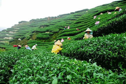 10 cân búp chè mới làm nên được một cân chè đinh Tân Cương. Cần phải có kinh nghiệm và kỹ năng mới có thể sao được những búp chè nhỏ thành những chiếc đinh xoắn vân, khô giòn thơm nức. Ảnh: tratancuong