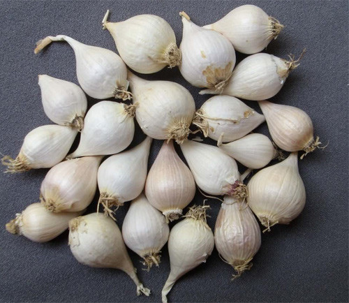 Do vậy, Tết đến, tỏi đơn côi Lý Sơn bỗng tăng giá từ khoảng 800 ngàn đồng/ kg lên đến khoảng 2 triệu đồng/ kg và hứa hẹn sẽ cháy hàng. Ảnh: suckhoedoisong
