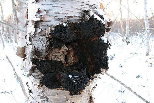 3. Nấm Chaga. Được sử dụng trên toàn thế giới, có nhiều ở các nước như Ba Lan và khu vực phía tây của Siberia, Nga. Hai đặc tính giúp Chaga có thể kháng lại bệnh ung thư là Endo-Polysaccharid và Fucoglucomannan. Trong đó Endo-Polysaccharid là thành phần hoạt tính có khả năng chống lại các khối u tế bào và Fucoglucomanna thì tác động lên hệ miễn dịch gây ức chế và làm chậm sự phát triển của khối u.