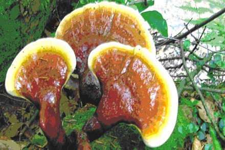4. Nấm Maitake (Nấm Lim Xanh). Đây là một loại nấm màu nâu, thường mọc ở phần thân dưới cây sồi, lim ở vùng Bắc Mỹ và Nhật Bản. Không giống như các loại nấm khác, loại nấm này có thể phát triển to đến người ôm không hết. Nghiên cứu diễn ra với các bệnh nhân bị bệnh ung thư đã chỉ ra rằng một thành phần của nấm này, được gọi là MD-fraction, có khả năng dập tắt sự phát triển của khối u.