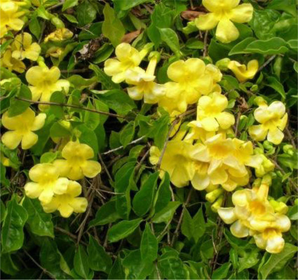 Cây Móng Mèo (Cat’s Claw). Các hợp chất tìm thấy trong Cây Móng Mèo có thể làm việc để diệt vi-rút, vi khuẩn, vi sinh vật gây ức chế các tế bào khỏe mạnh trở thành ung thư, đặc biệt là ung thư da. Nó cũng giúp làm giảm các tác dụng phụ của hóa trị và xạ trị.