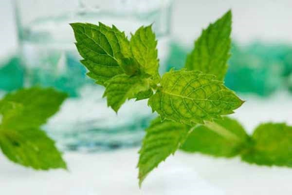 Lá bạc hà. Có chứa chất chống oxy hóa cao nhất trong số các gia vị cay và các hợp chất chống khuẩn có thể đánh tan mầm mống ung thư tiền liệt tuyến. Đặc biệt là, Carvacrol, một phân tử có trong bạc hà có thể làm trung hòa sự lây lan của các tế bào ung thư. Ướp thức ăn bằng bột bạc hà có tác dụng giảm sự sản xuất amin heterocyclic (HCA) - một chất hóa học được hình thành khi nướng thịt trên than có thể dẫn đến nguy cơ ung thư.