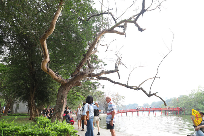 Khu vực quanh hồ Hoàn Kiếm được trồng rất nhiều loài cây toả bóng mát quanh năm và nhiều cây cổ thụ quý hiếm. Trong số đó có một cây sưa đỏ trăm năm tuổi đã chết khô nhiều năm nay nhưng chưa được di dời, tiềm ẩn nguy cơ gây tai nạn cho du khách.