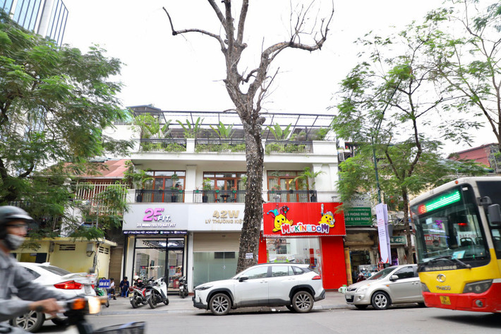 Tại số 42W Lý Thường Kiệt một cây có dấu hiệu chết khô đã lâu nhưng chưa được xử lý. Cây có chiều cao hơn toà nhà 3 tầng đối diện.