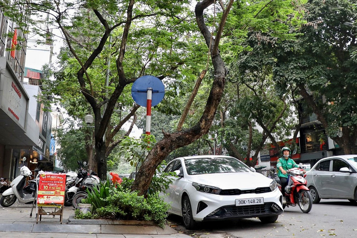 Thực tế, đã có trường hợp cây xanh bất ngờ bật gốc, đổ vào người dân gây chấn thương nặng. Vì thế, việc xử lý đối với những cây chết khô là cấp thiết.