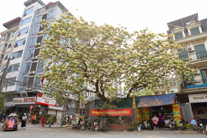 Những ngày qua, cây hoa bún cổ thụ trước cổng làng Đình Thôn (Mỹ Đình 2, Hà Nội) đã bung nở. Cây bún già gắn bó với biết bao thế hệ dân làng nơi đây và đã trở thành biểu tượng của làng.