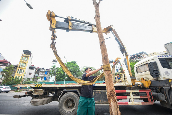 Theo ghi nhận của PV, ngày 3/4, nhà thầu thi công đường Huỳnh Thúc Kháng kéo dài đã khẩn trương thay thế, nhổ bỏ các cây nghi đã chết.