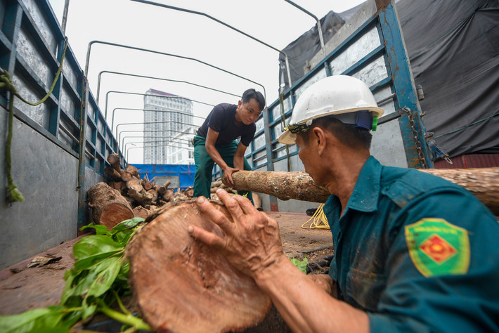 Các cây bị chết được chặt hạ, cắt xẻ thành đoạn nhỏ để vận chuyển đi nơi khác.