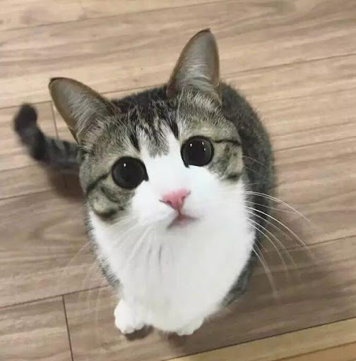 Tuổi Mão nên duy trì thái độ thân thiện, giảm bớt xung đột với mọi người. Nghiêm túc làm việc, con giáp sẽ giảm bớt được khó khăn trong công việc. Hôm nay tuổi Mão dễ bốc đồng mà tiêu nhiều tiền, cần để ý điều chỉnh.
