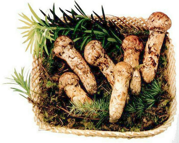 Vụ mùa thu hoạch Matsutake hiện nay chỉ khoảng xấp xỉ 1.000 tấn trên toàn nước Nhật, một phần trong đó được xuất khẩu đi các nước như Trung Quốc, Hàn Quốc và Canada. Nấm Matsutake vào đầu mùa thường có mức giá cao ngất: 2.000 USD (hơn 40 triệu đồng) cho 1 kg!