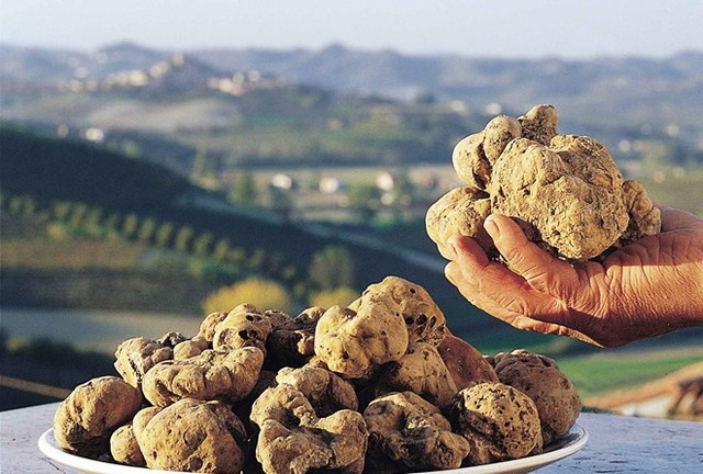 3. Nấm Truffle trắng: 6.600 USD – 52.300 USD/kg. Loại nấm truffle trắng có nguồn gốc Italy thường được bán với giá khoảng 6.600 USD/kg.