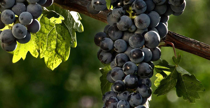 Giống nho quý phái nhất thế giới: Được ví là giống nho quý phái nhất thế giới, Carbenet Sauvignon còn là nguyên liệu tạo ra những chai vang thương hạng nhất. Trong hơn 10 ngàn giống nho mọc trên trái đất, có tới cả ngàn loại có thể làm ra rượu vang, nhưng người thưởng thức chỉ thường biết tới 6 loại nho nổi tiếng nhất và được sử dụng nhiều nhất.
