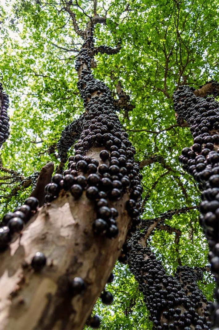Giống nho mọc đặc biệt nhất: Nho thân gỗ (Jabuticaba) là một loại cây thuộc họ nho nhưng khác hẳn với những loài nho thân leo thường thấy, loài nho này có quả không mọc trên cây thân leo, trên giàn mà mọc trực tiếp trên thân cây và cành cây. Quả to bóng, đen láy, thơm ngọt mọc chi chít dọc thân cây với hình dáng kỳ lạ, bắt mắt đầy ấn tượng, loại nho này được xem là loài mọc ở vị trí đặc biệt nhất trong họ hàng các loại nho.