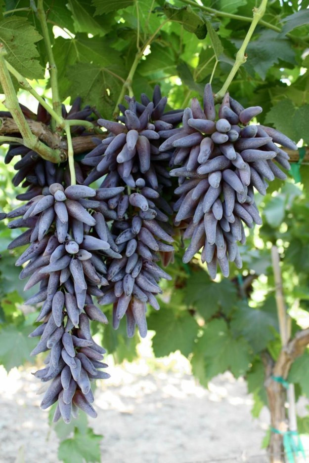 Giống nho có hình dáng kỳ dị nhất: Giống nho có tên Witch Finger (nho phù thủy) có hình dáng dị thường nhất trong tất cả các loại nho với chiều dài mỗi quả lên tới 4cm và đường kính 1cm.